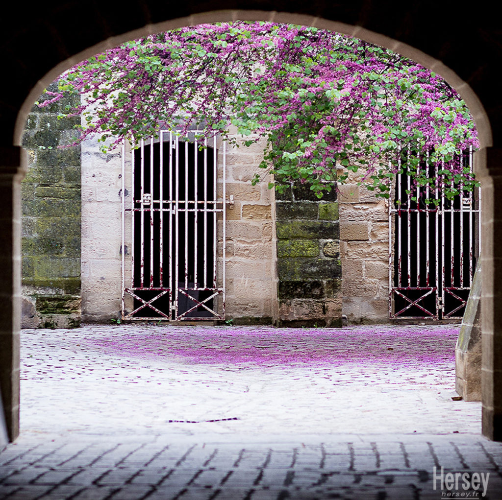 Photo Place aux herbes Arbre de Judée en fleurs place André Malraux Uzès 30 Gard Occitanie © Hersey Photographe Uzès