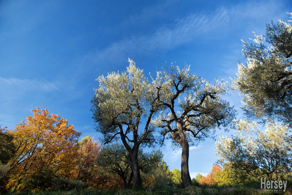 Paysage d'automne à Belvezet 30 Gard © Hersey Photographe