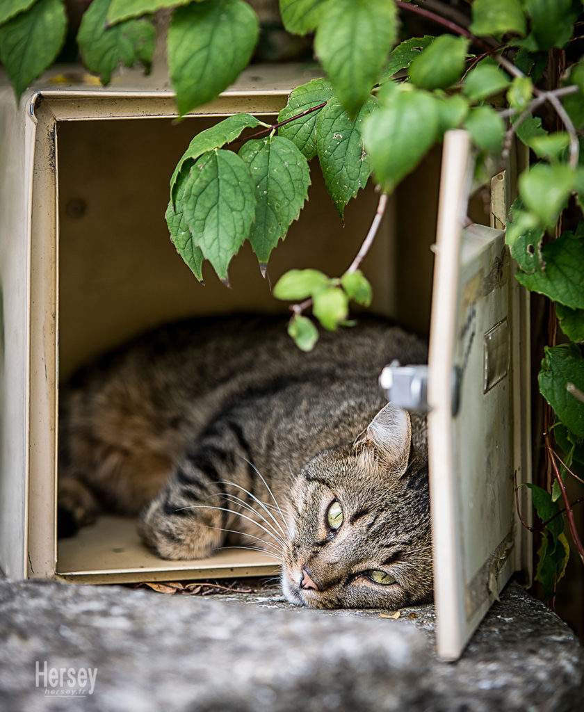 piège à souris © Hersey Photographe animalier Uzès Nîmes Gard