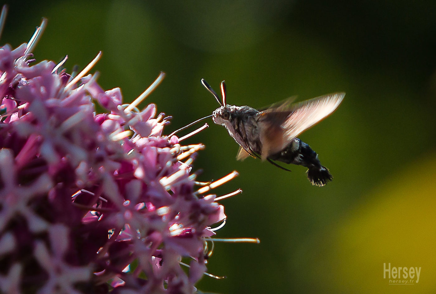 Photo de Sphinx colibri Mauro Sphinx Photo nature © Hersey Photographe Uzès Nîmes