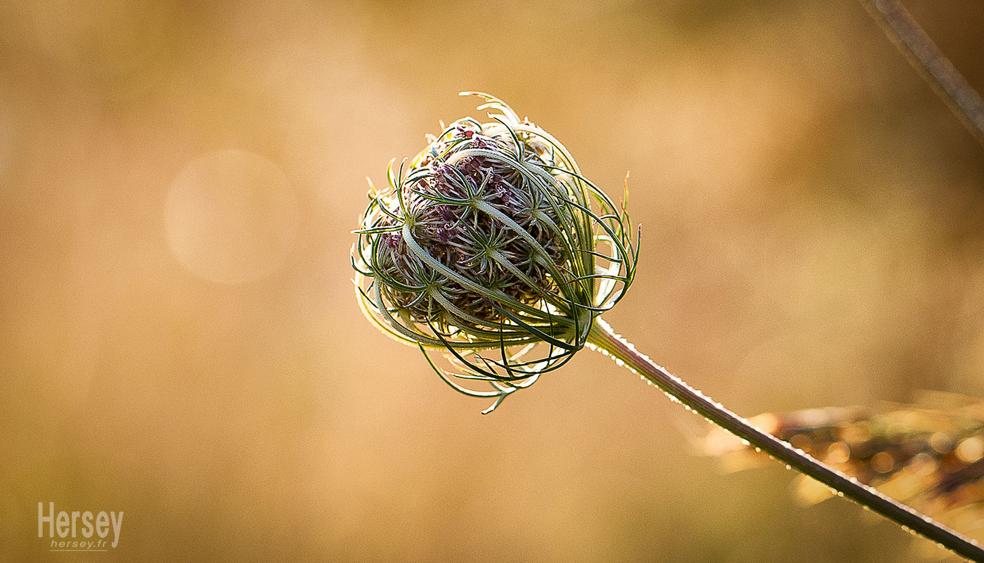 Bouton de fleur d'oignon sauvage © Hersey Photographe nature