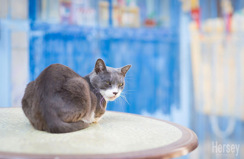 photo chat © Hersey Photographe animalier Uzès Nîmes Gard