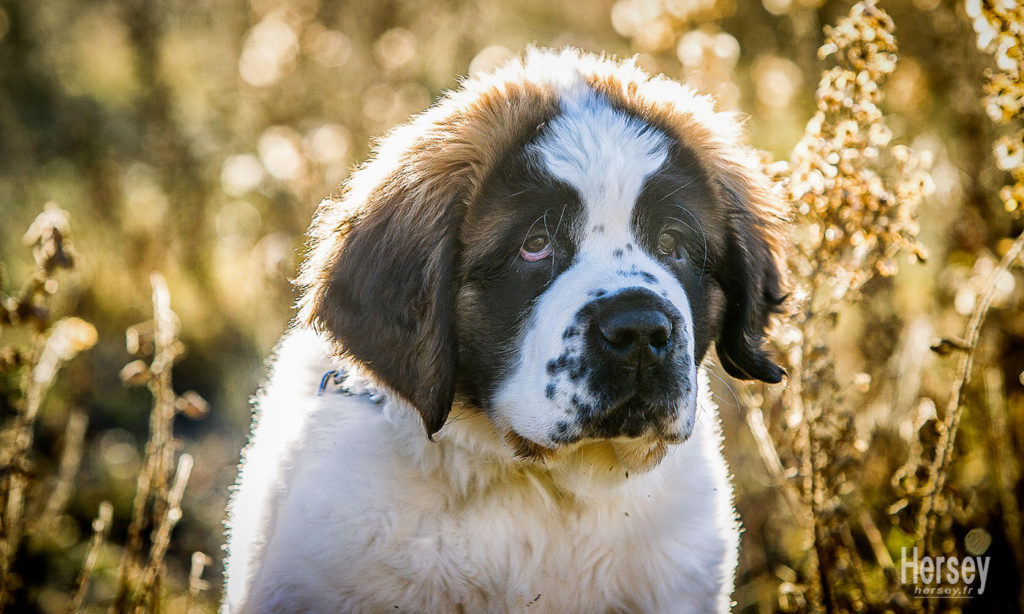 photo bébé saint bernard © Hersey Photographe animalier Uzès Nîmes Gard