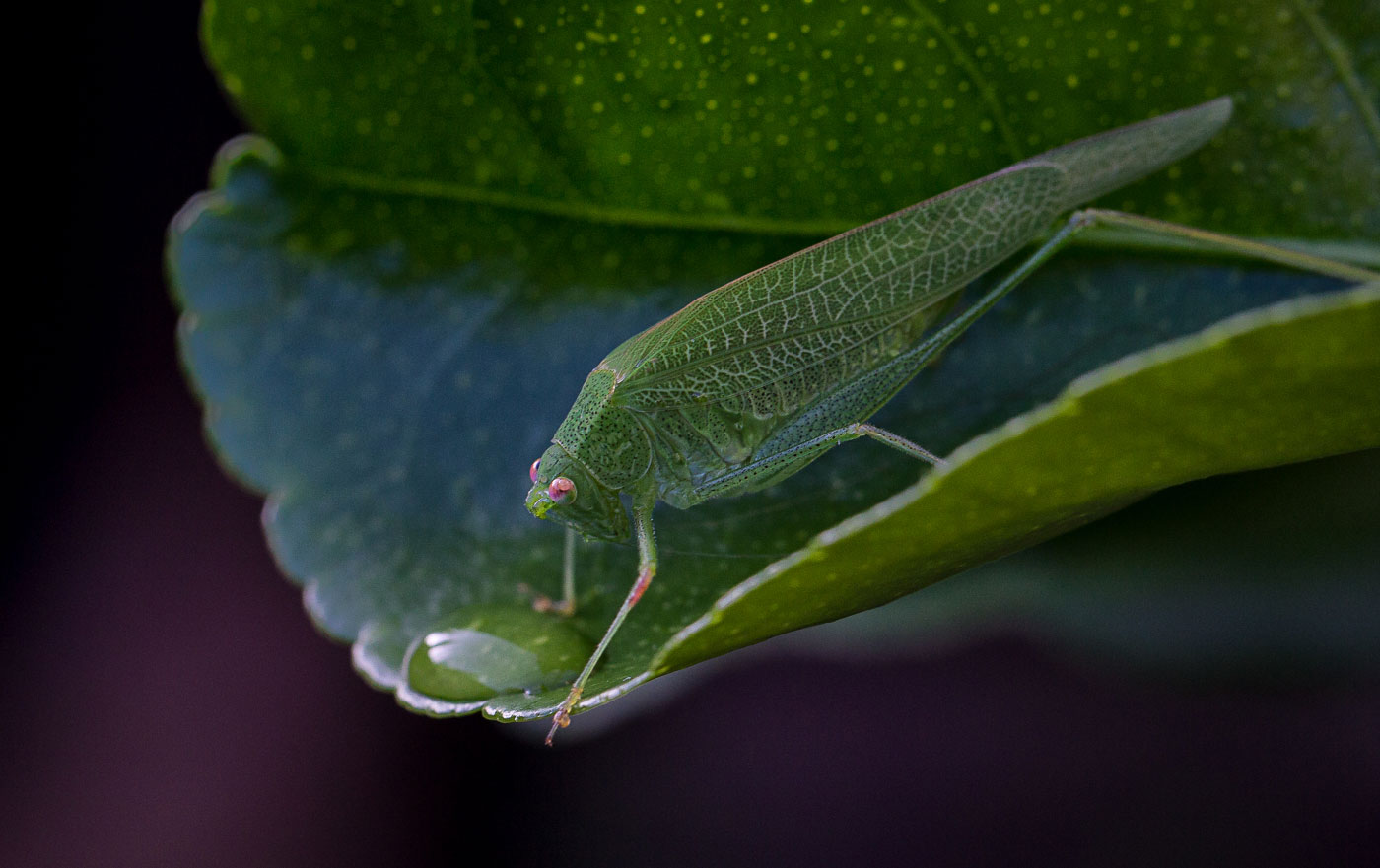 Photo image sauterelle verte © Hersey Photographe animalier Uzès Nîmes Gard