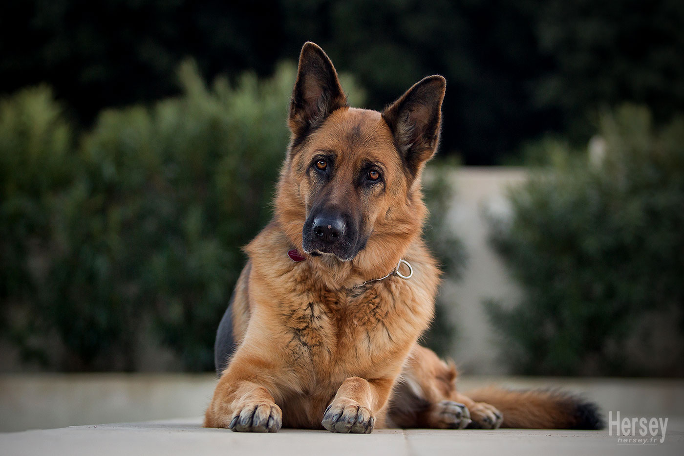 Photographe animalier Hersey Photographe Uzès Nîmes Photo de chien berger allemand © Hersey Photographe animalier Uzès Nîmes Gard