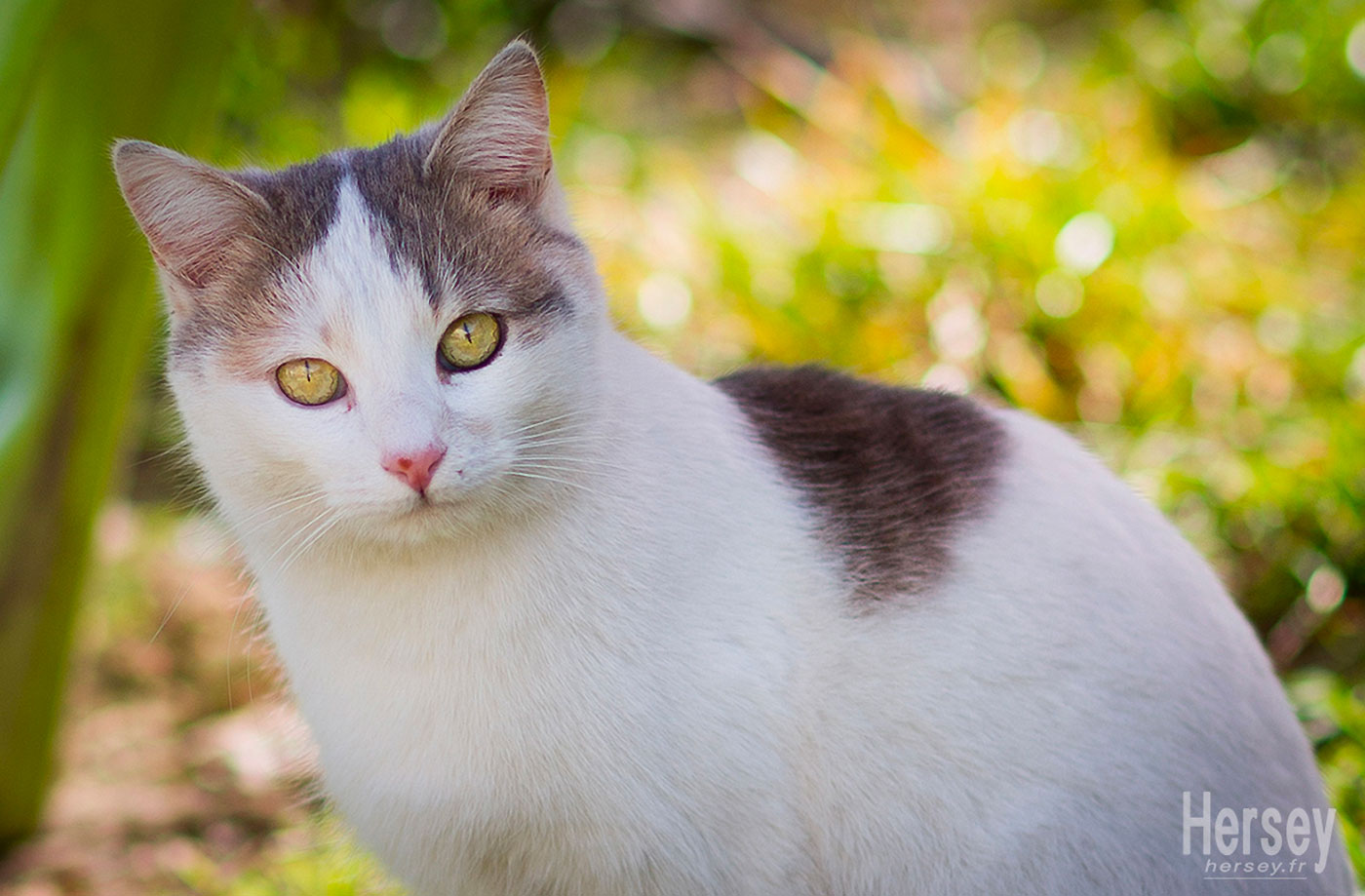 chat yeux verts © Hersey Photographe animalier Uzès Nîmes Gard