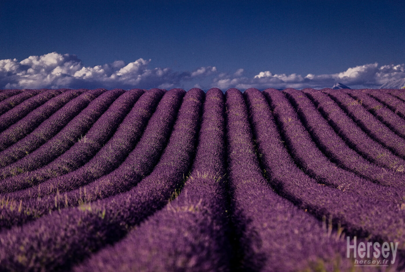 Champ de lavandes en fleurs sur le plateau de Valensole Manosque Alpes de Haute Provence © Hersey Photographe
