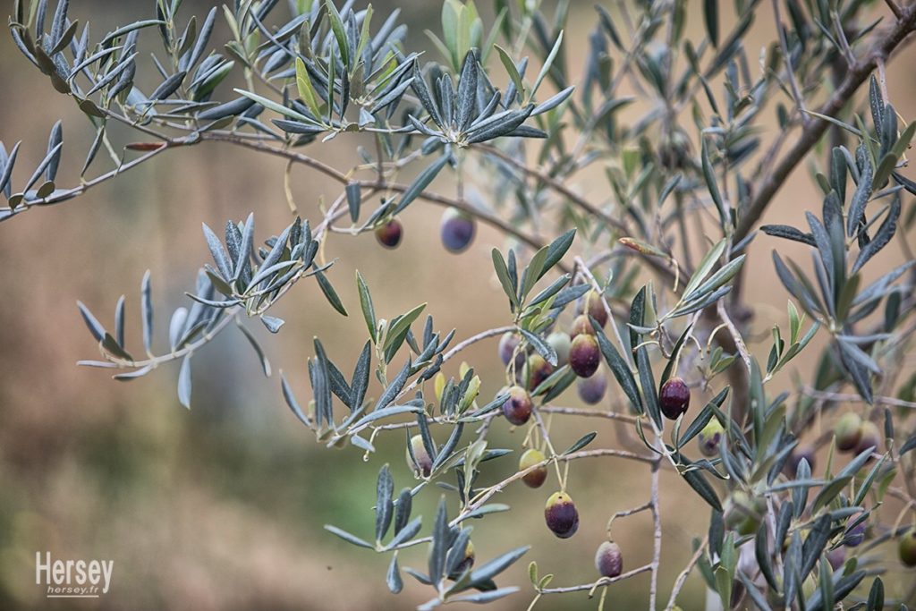 récolte des olives à Uzès © Hersey Photographe Uzès