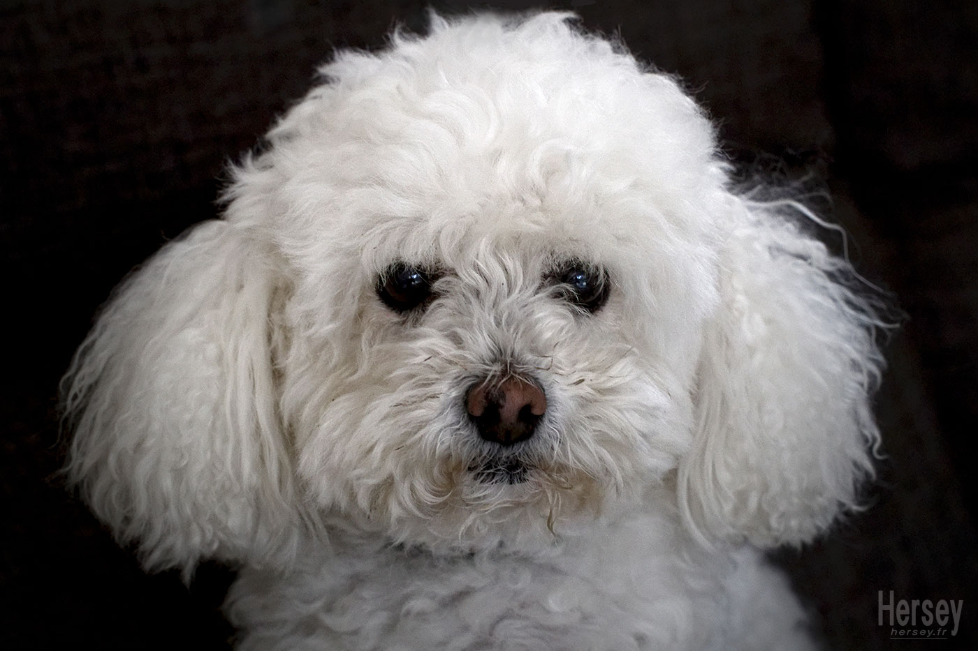photo portrait de bichon blanc © Hersey Photographe animalier Uzès Nîmes Gard