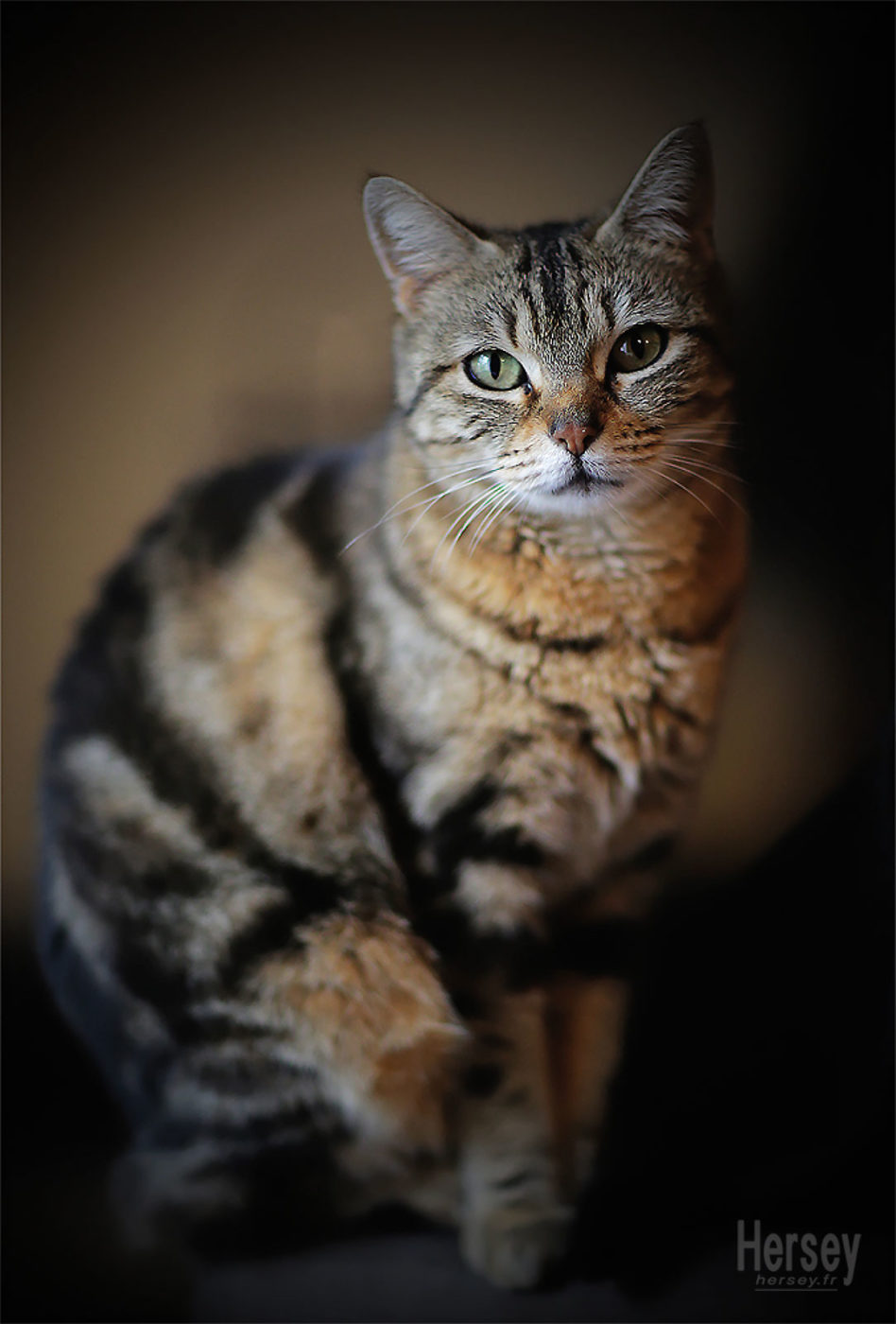 portrait de chat européen © Hersey Photographe animalier Uzès Nîmes Gard