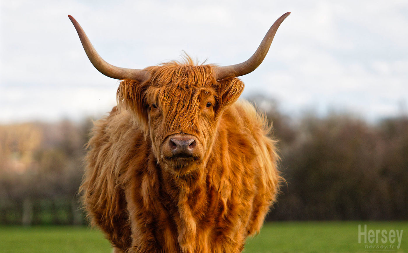 Justine vache highland cattle © Hersey Photographe animalier Uzès Nîmes Gard