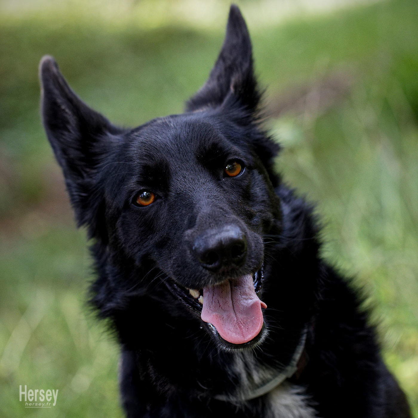 Nikki femelle Berger Belge Groenendael © Hersey Photographe animalier Uzès Nîmes Gard