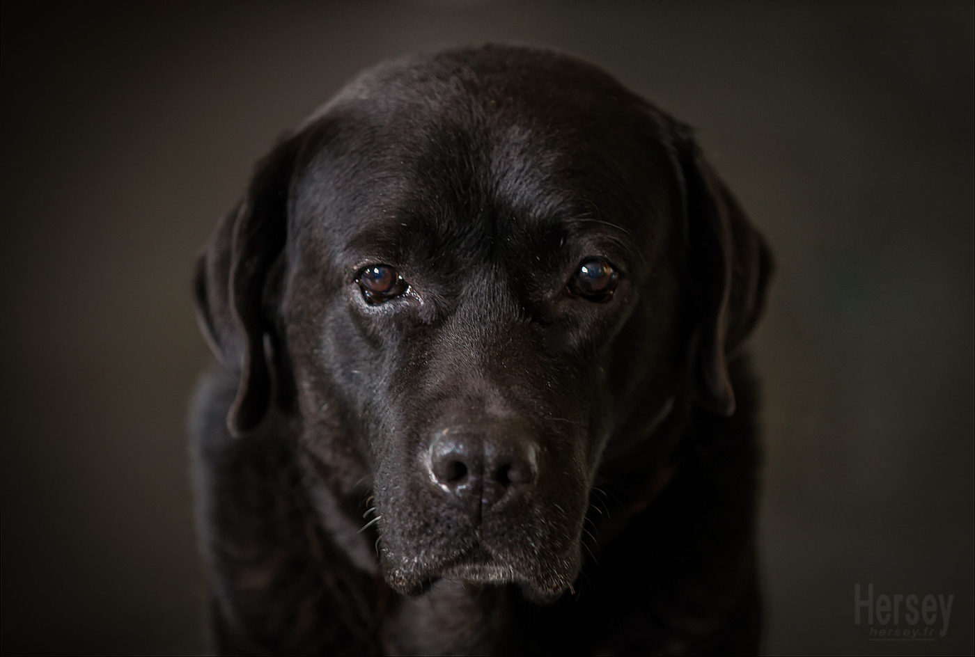 photo portrait de chien labrador noir © Hersey Photographe animalier Uzès Nîmes Gard