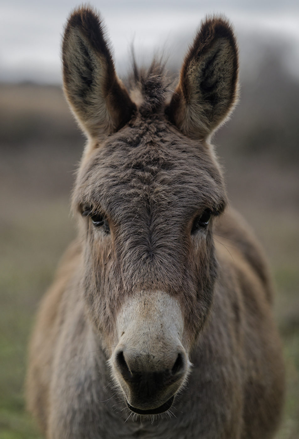 portrait d'âne dans un pré © Hersey Photographe animalier Uzès Nîmes Gard