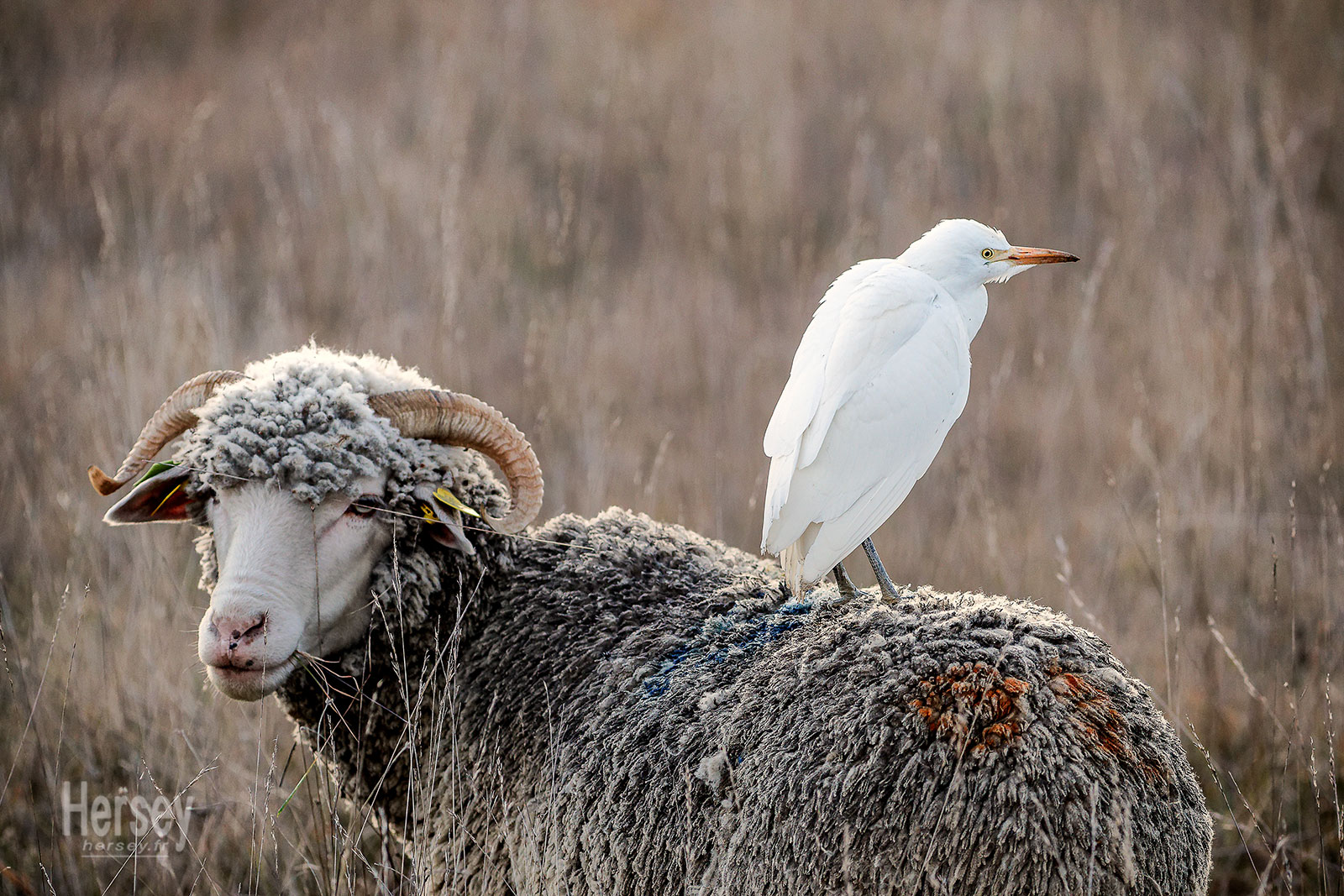 Héron garde boeuf perché sur un bélier ( Bubulcus ibis )