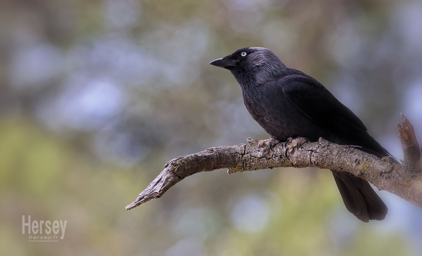 Corneille d'Amérique sur une branche