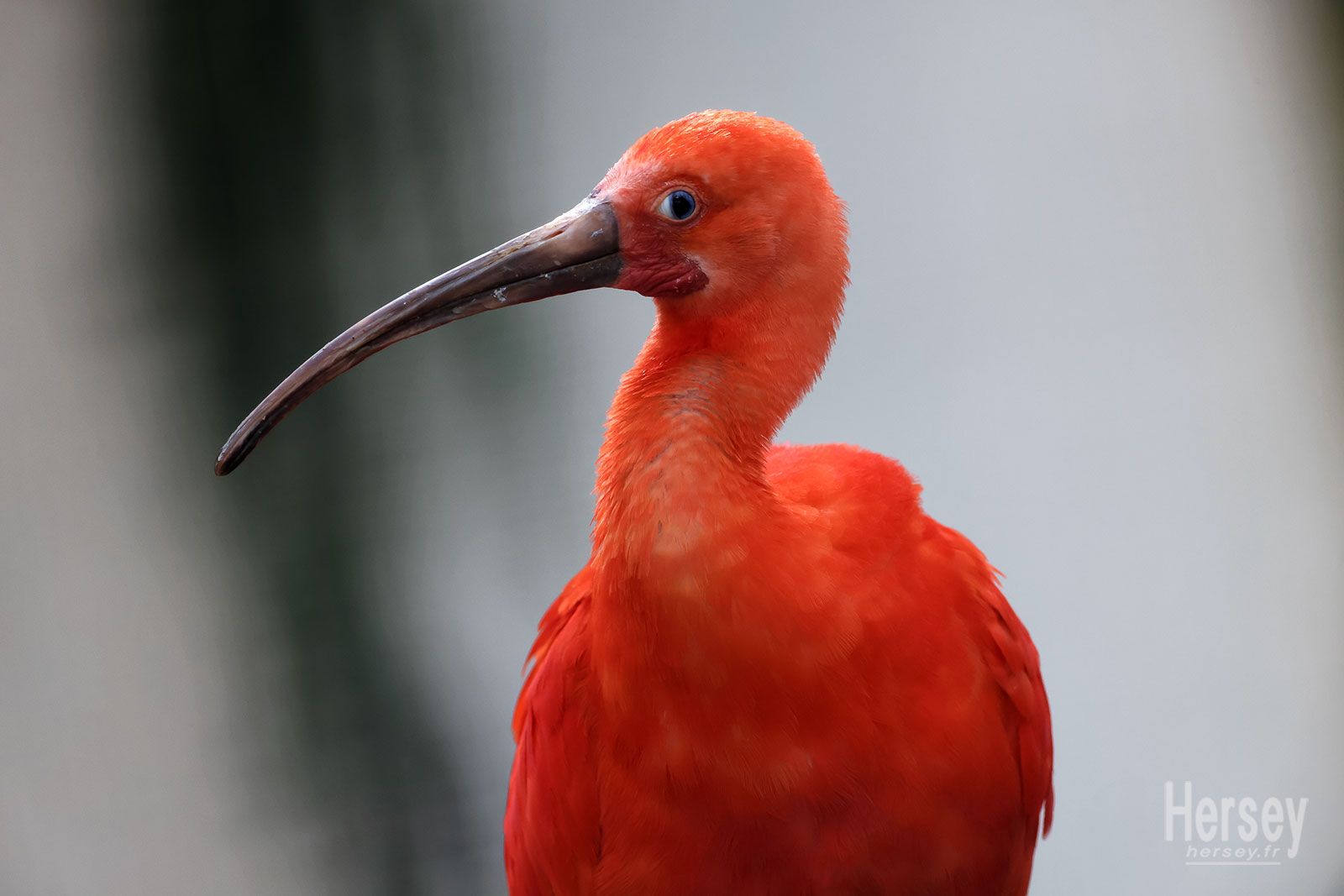 Ibis rouge © Hersey Photographe