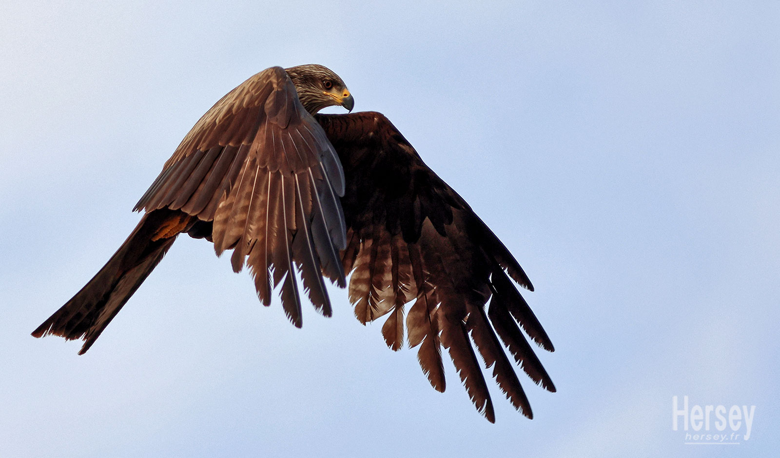 Rapace Milan noir en vol © Hersey Photographe