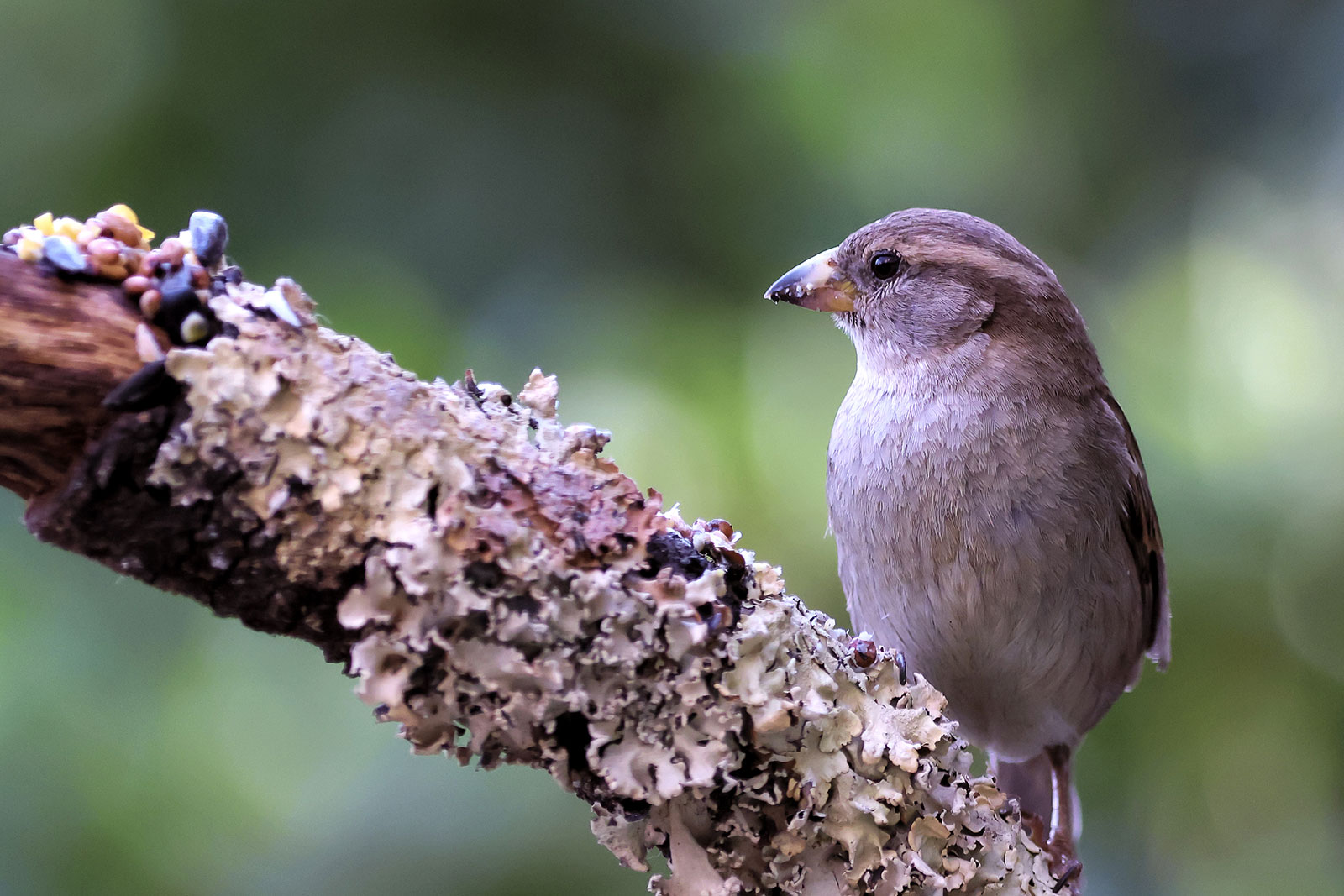 moineau posé sur une branche © Hersey Photographe