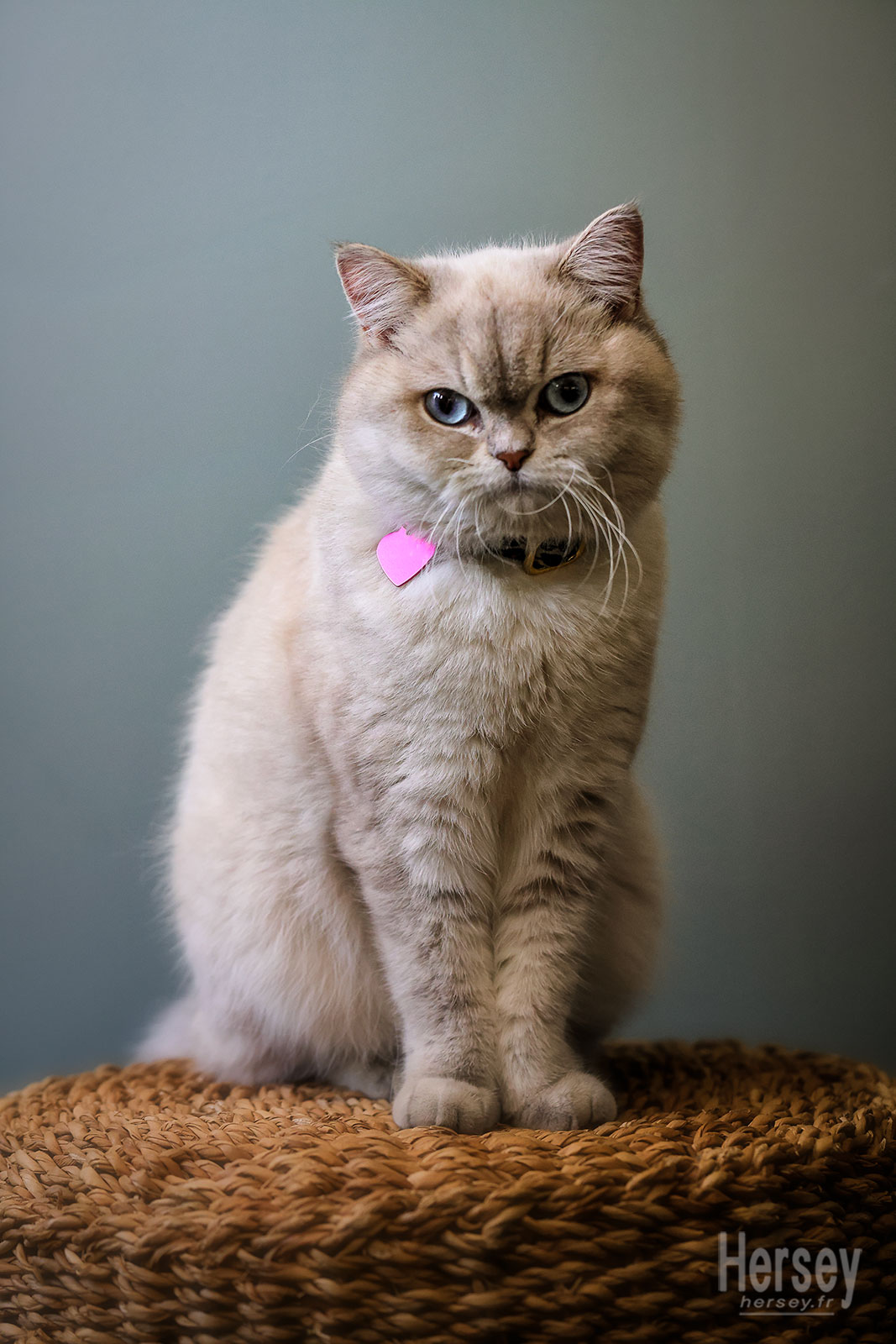 chat exotic shorthair blanc aux yeux bleus © Hersey Photographe animalier Uzès Nîmes Gard