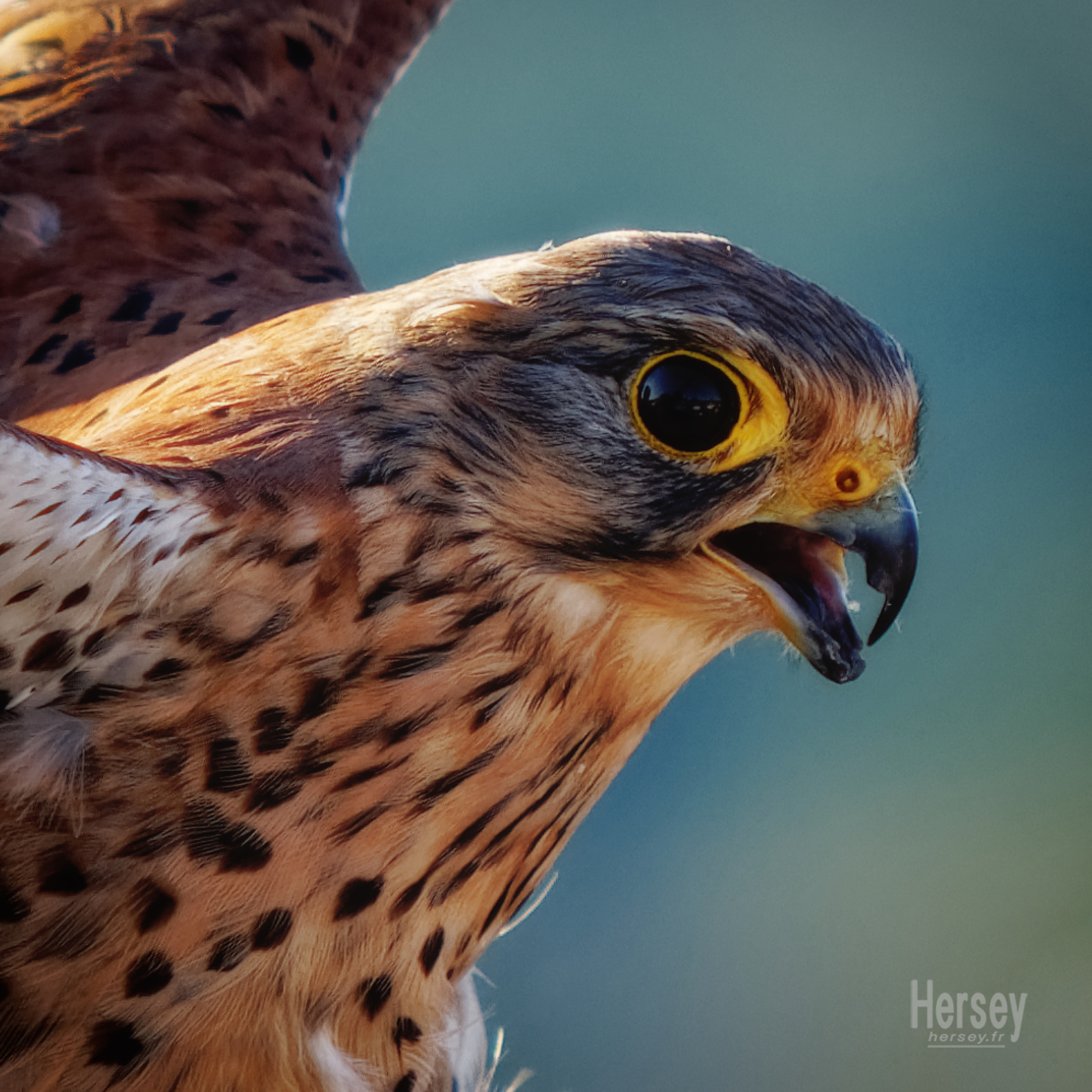 faucon crécerelle © Hersey Photographe