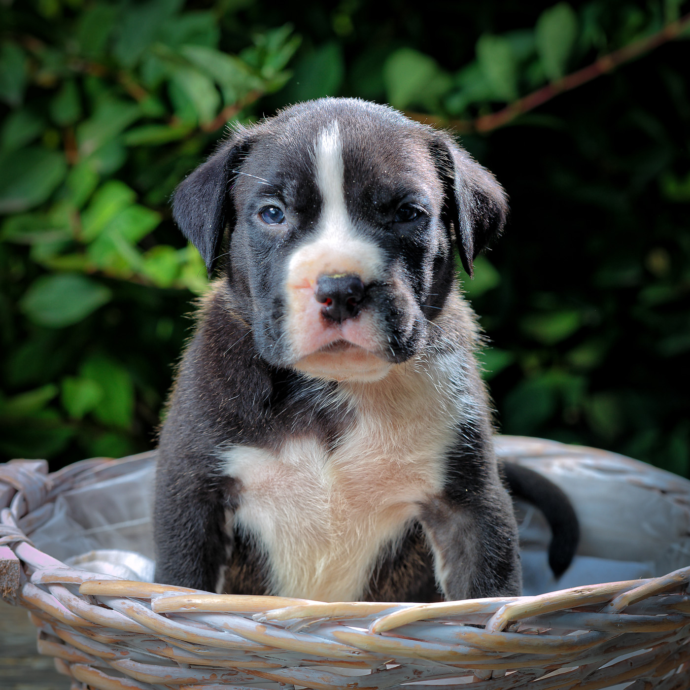 Chiot bébé American Bully dans son panier © Hersey Photographe animalier Uzès Nîmes Gard