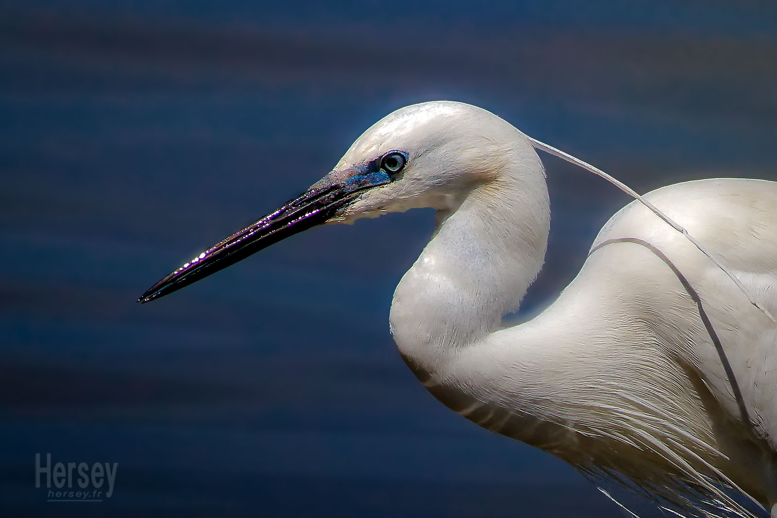 Aigrette Garzette © Hersey Photographe
