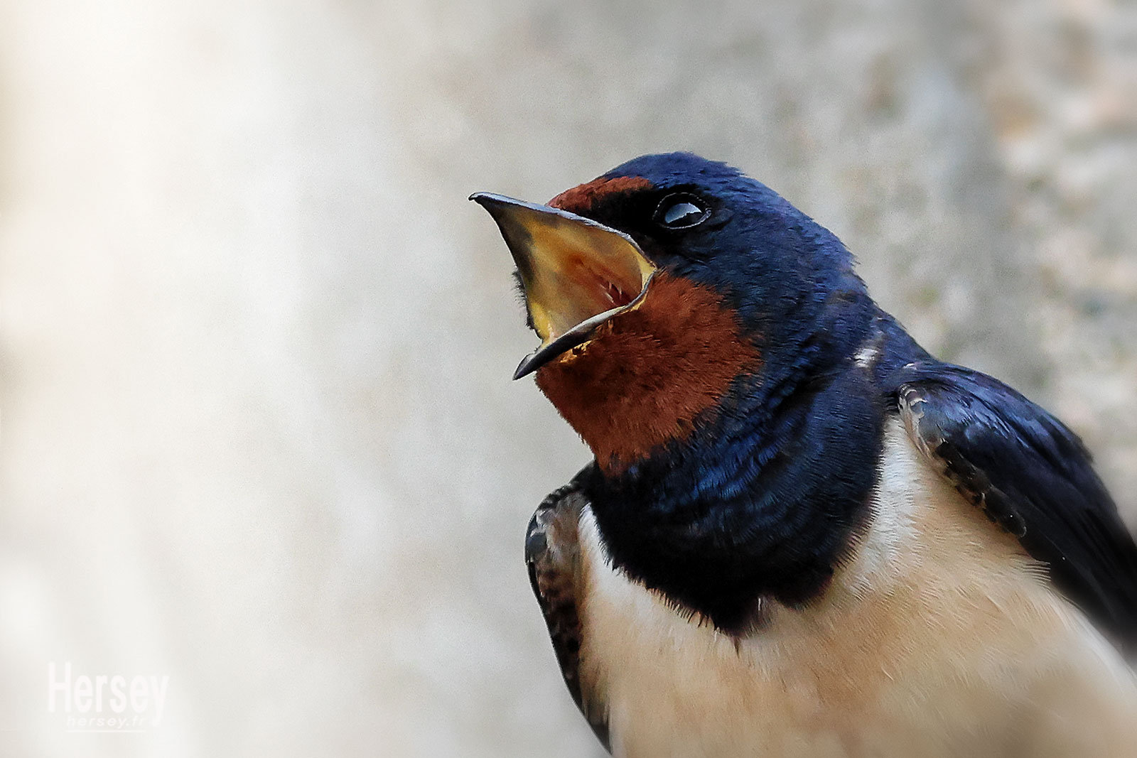 Hirondelle rustique © Hersey Photographe