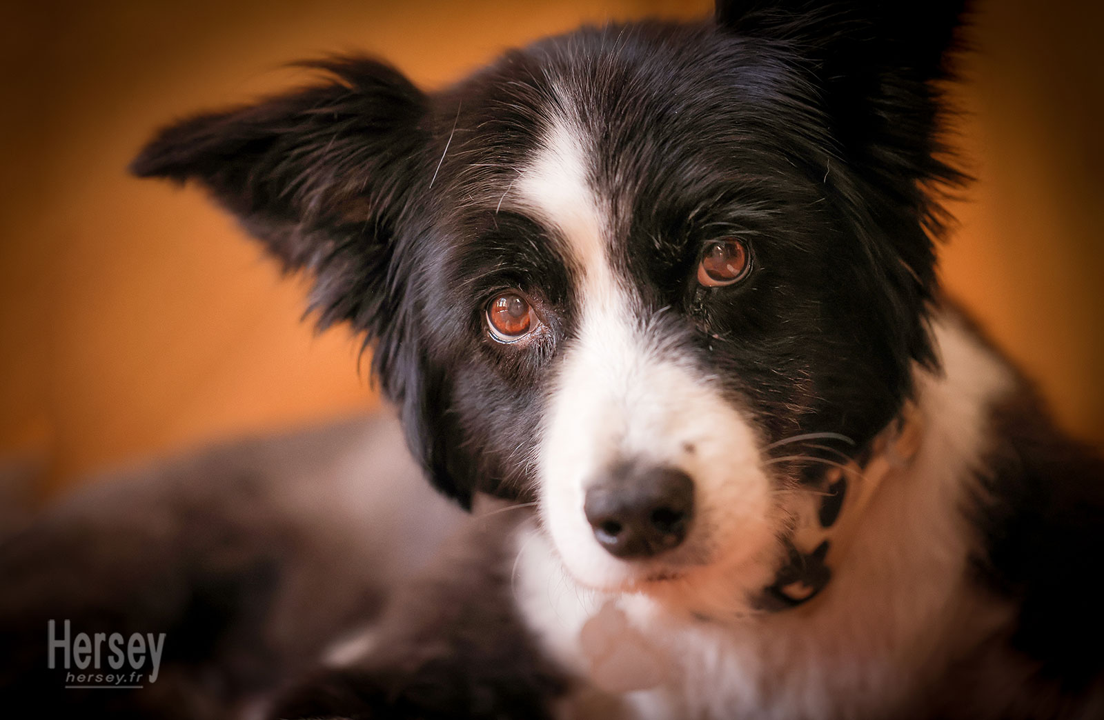 Poppy Border Collie femelle © Hersey Photographe animalier Uzès Nîmes Gard