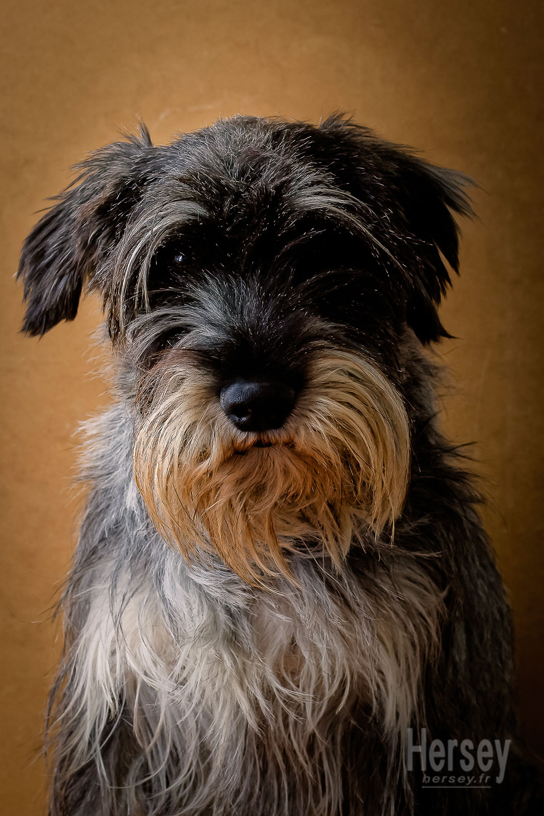 Chien Schnauzer femelle © Hersey Photographe animalier Uzès Nîmes Gard