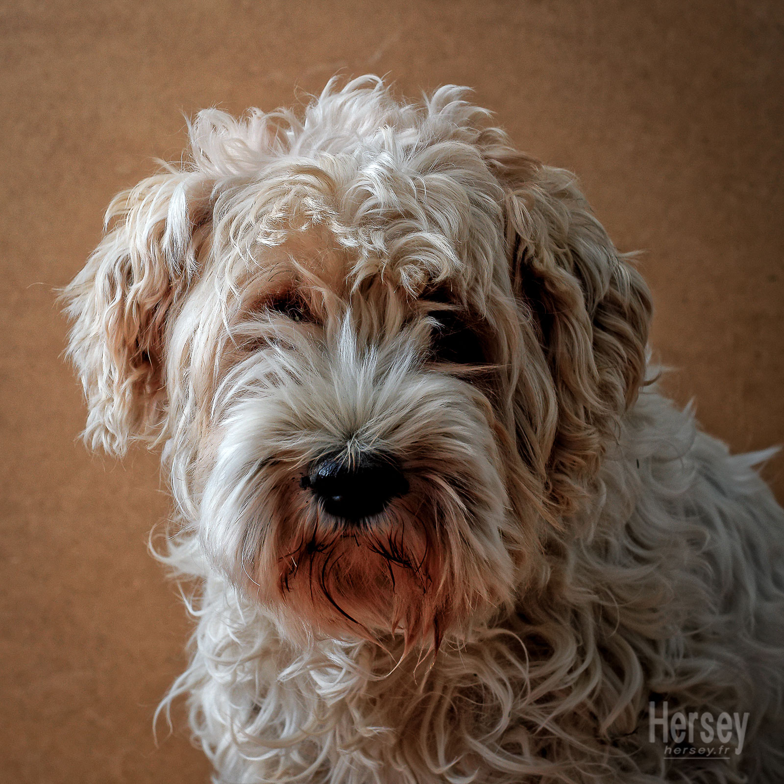 Sealyham terrier © Hersey Photographe animalier Uzès Nîmes Gard