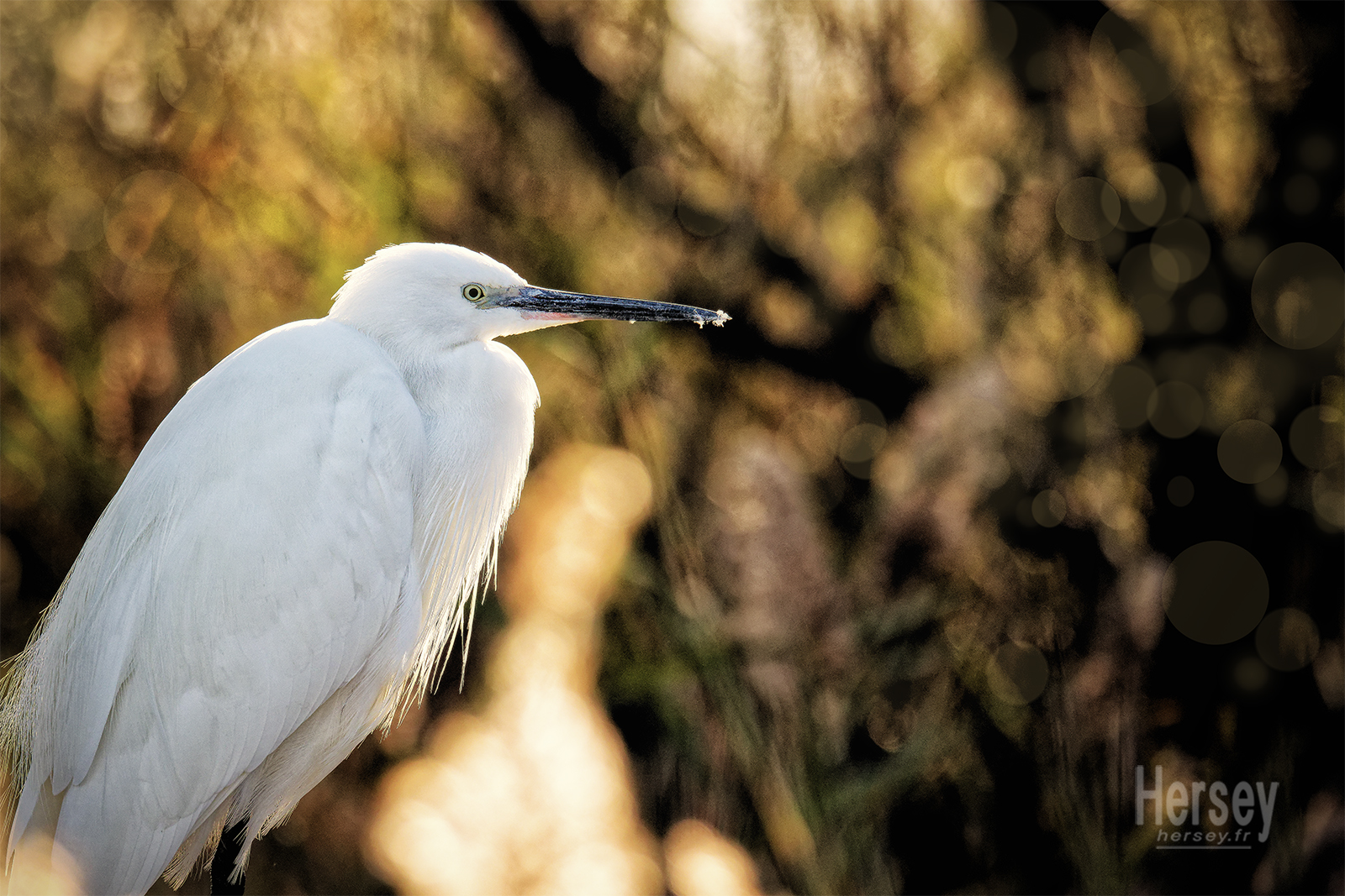 Aigrette héron blanc