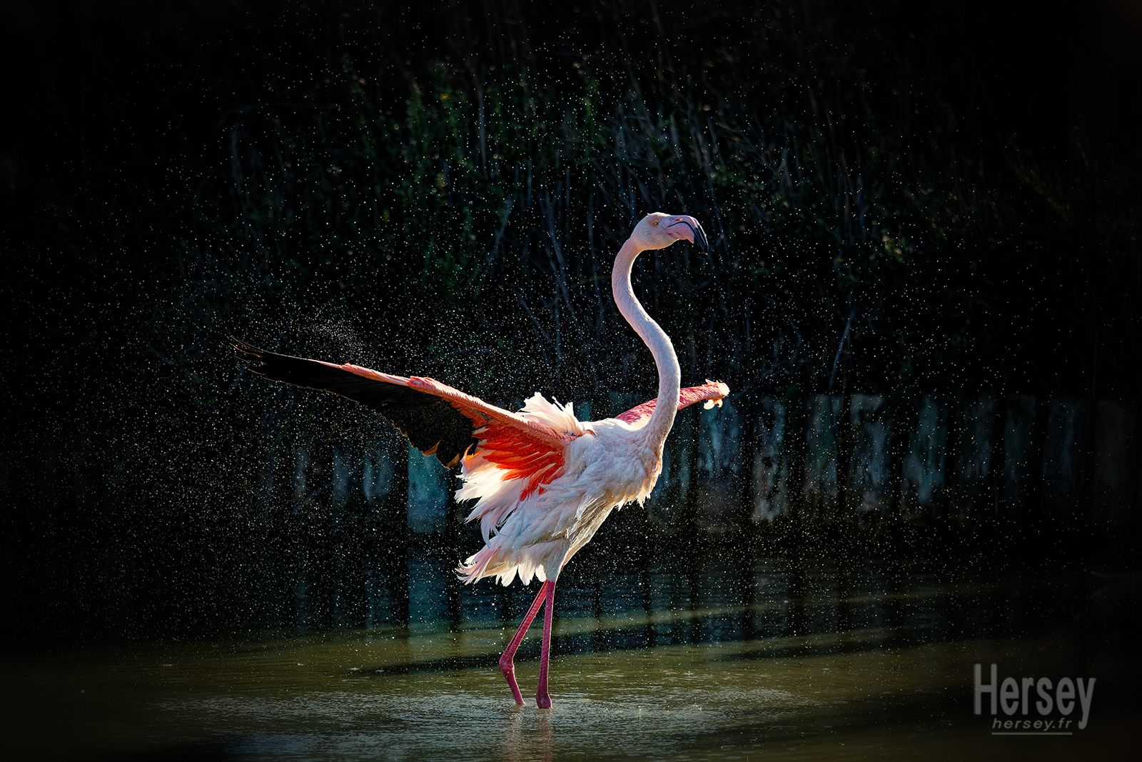 Flamant rose © Hersey Photographe