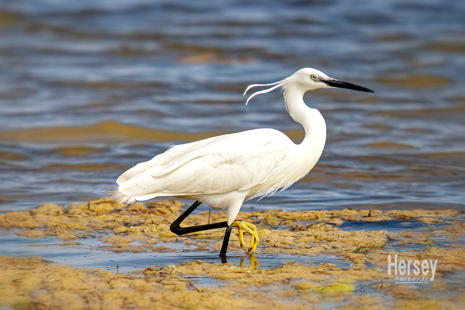 Aigrette Garzette étang de Thau © Hersey Photographe