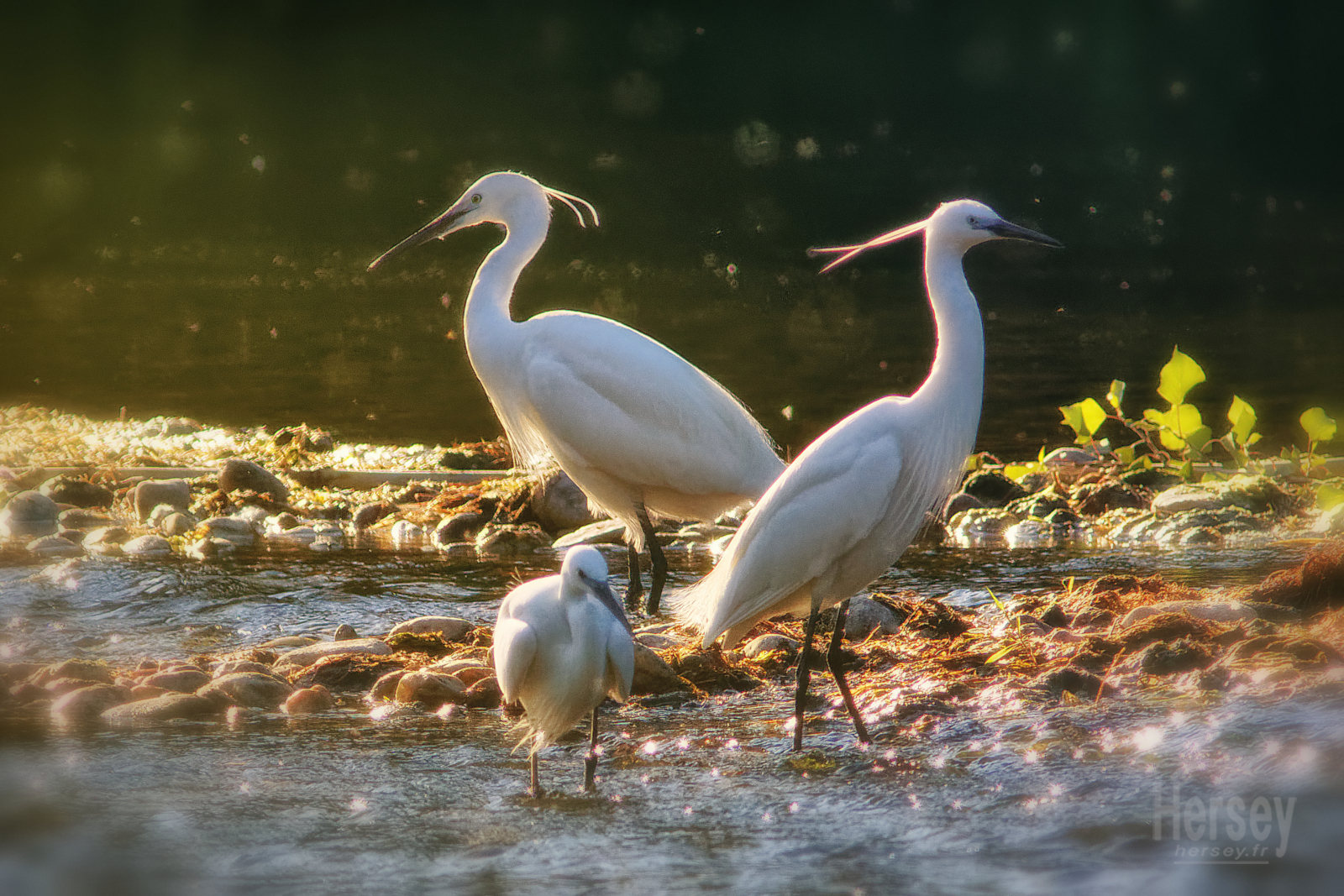 Photographe nature & animalier © Hersey Photographe Nîmes Gard Aigrettes au bord du Gardon © Hersey Photographe animalier Uzès Gard