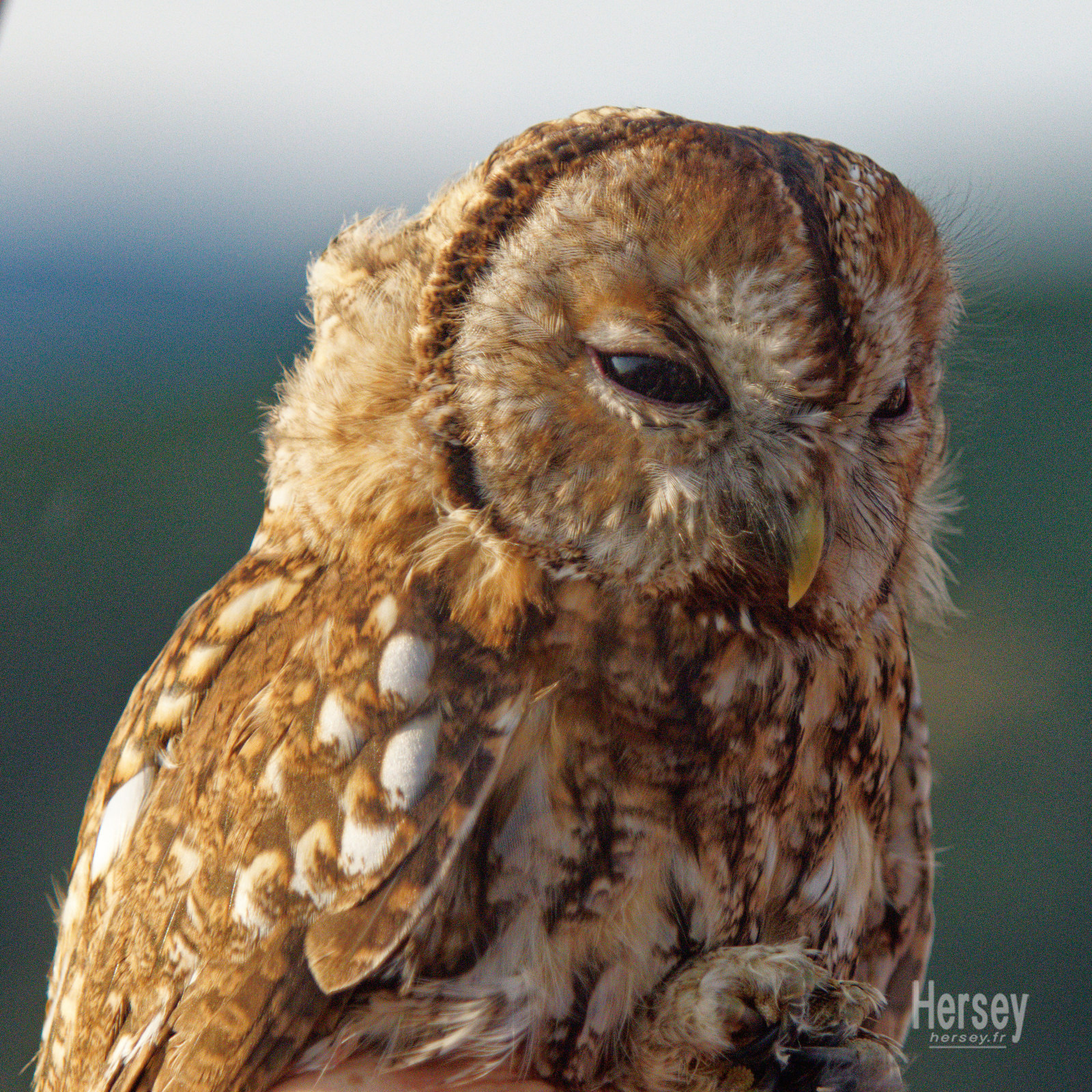 Chouette hulotte © Hersey Photographe animalier Uzès Nîmes Gard