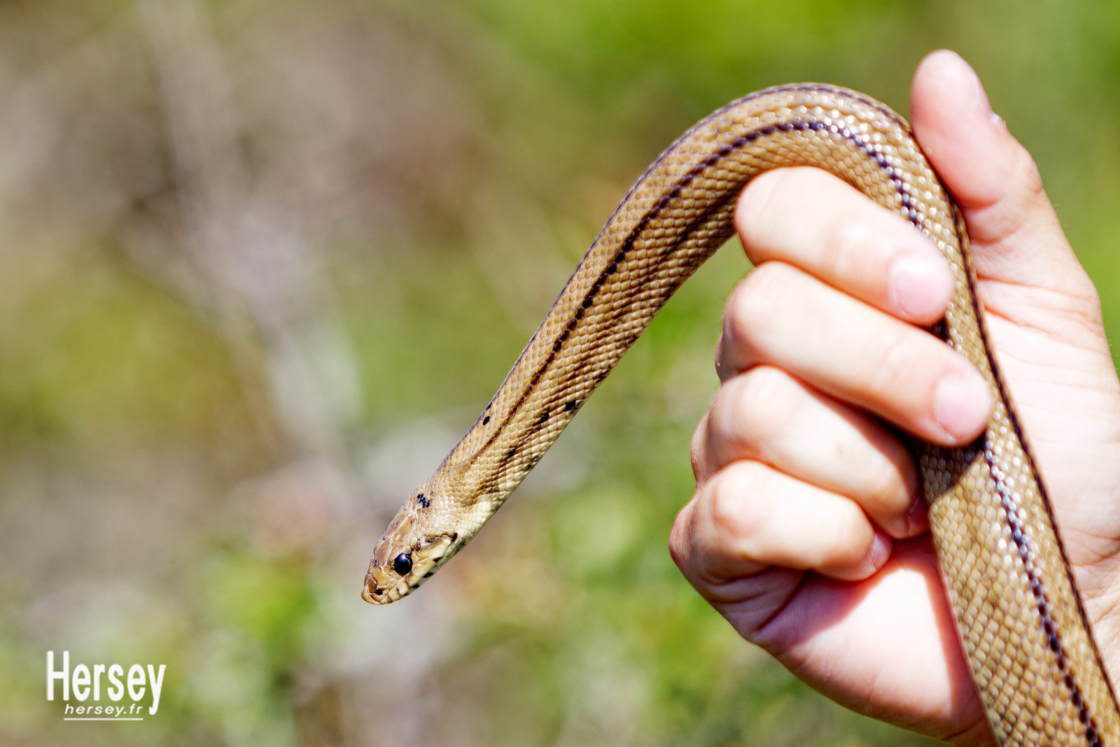 Couleuvre à échelons © Hersey Photographe animalier Uzès Nîmes Gard