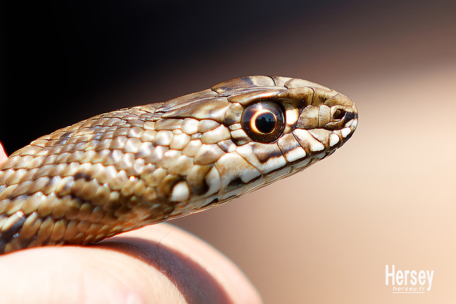 Couleuvre de Montpellier © Hersey Photographe animalier Uzès Nîmes Gard