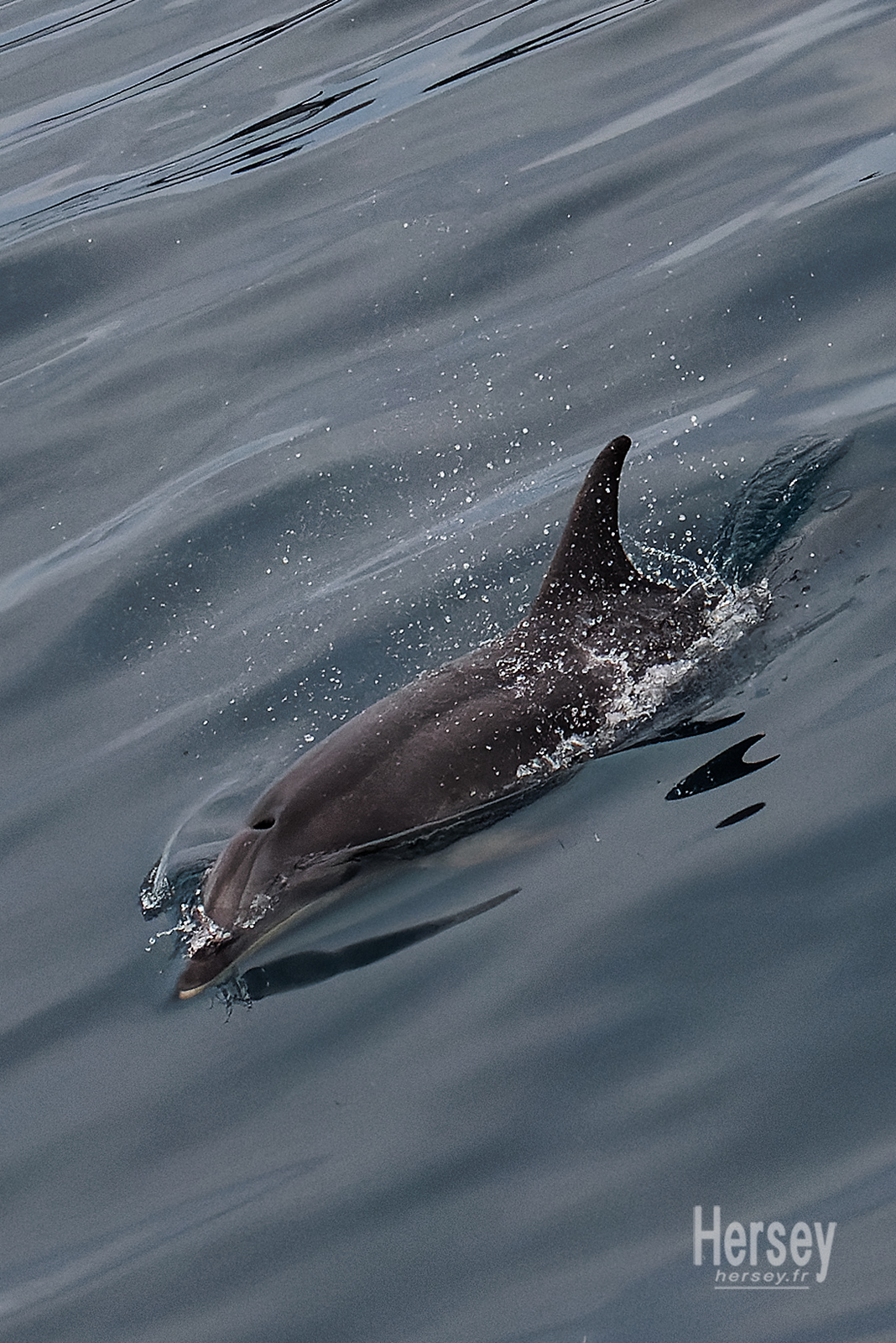 Dauphin en Méditerranée © Hersey Photographe animalier Uzès Nîmes Gard