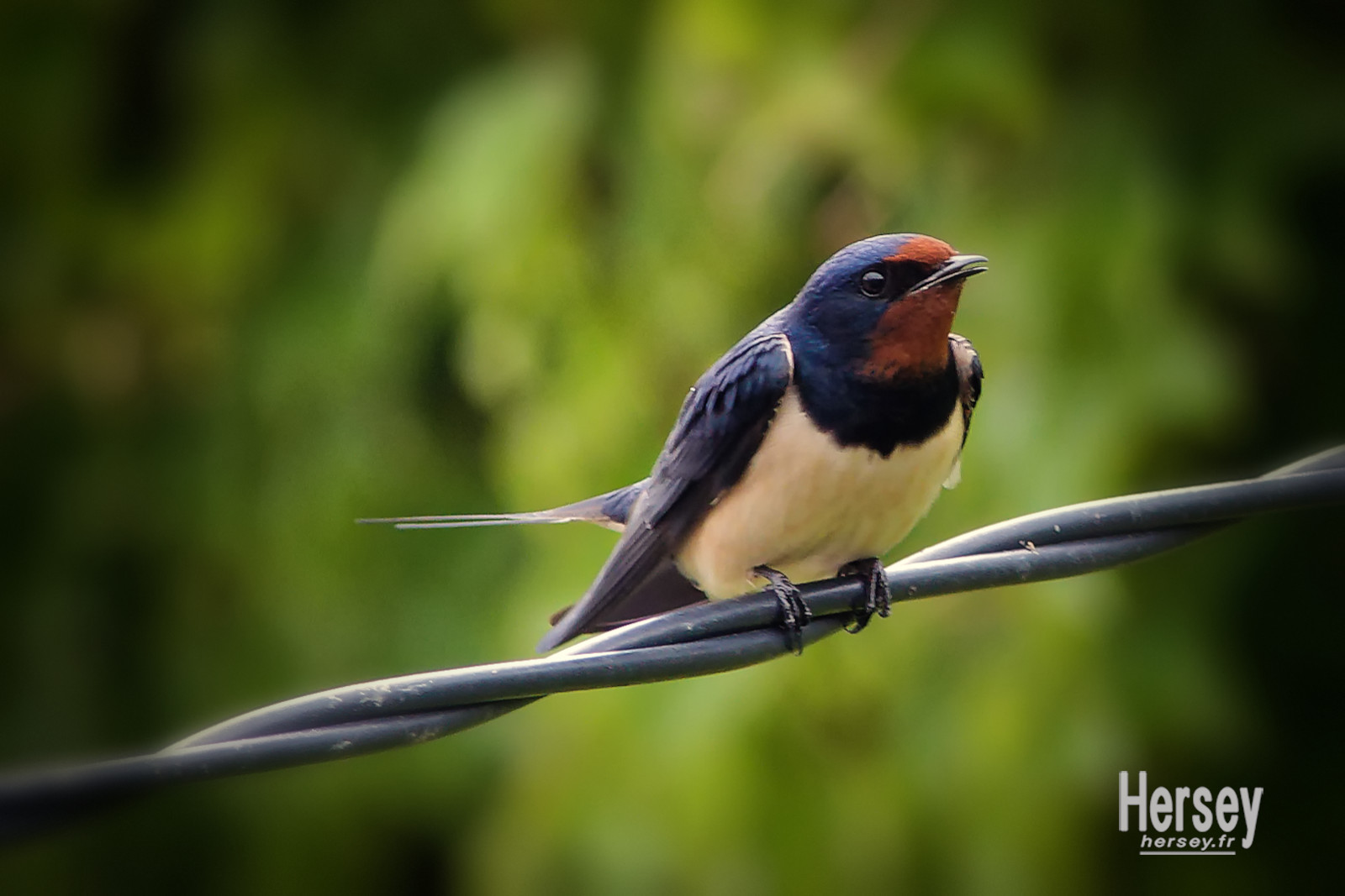 Hirondelle rustique © Hersey Photographe animalier Nîmes Gard