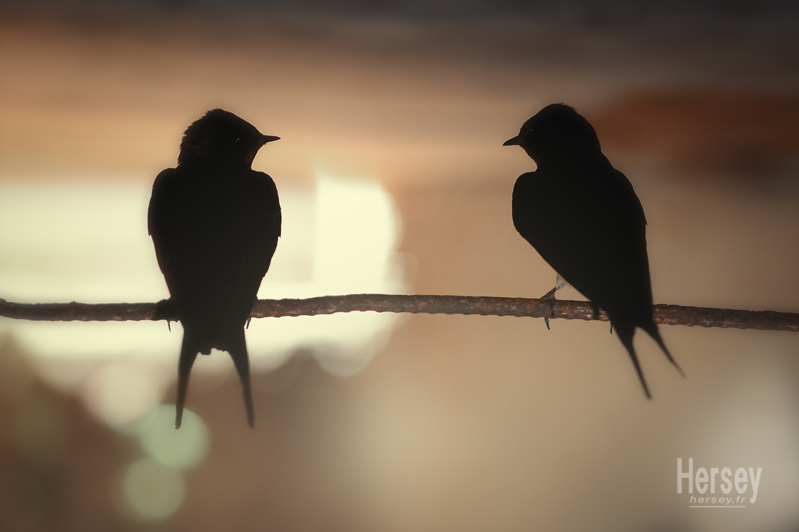 Hirondelles rustiques sur une tige de métal