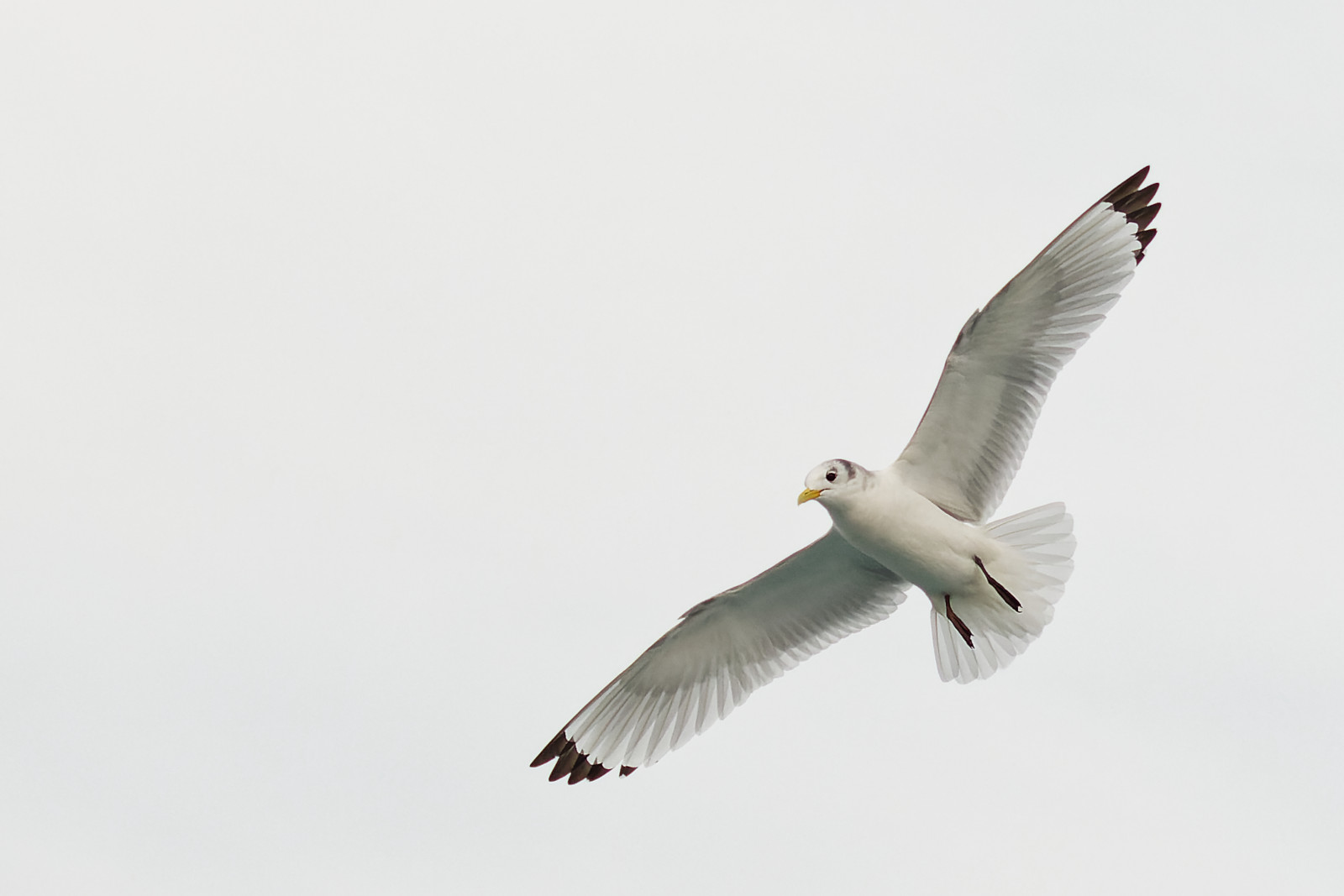 Mouette tridactile © Hersey Photographe animalier
