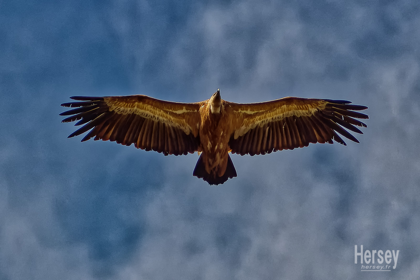 Vautour Gorges de la Jonte