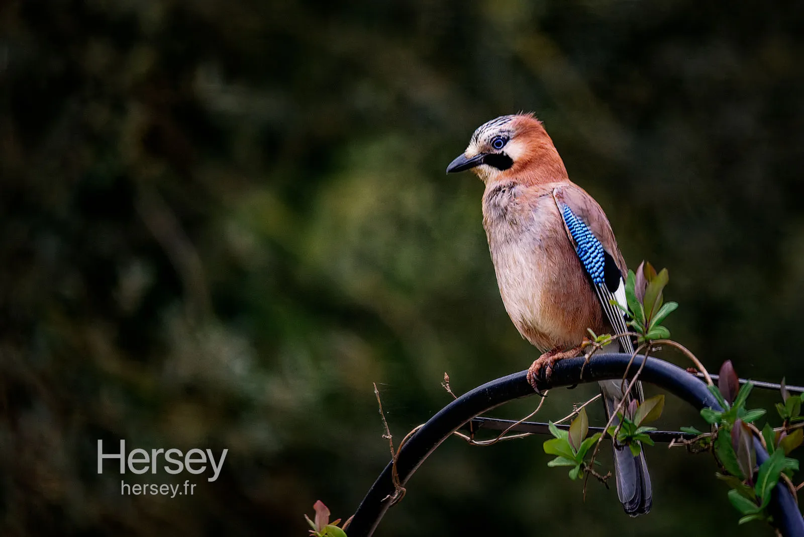 geai des chênes © Hersey Photographe