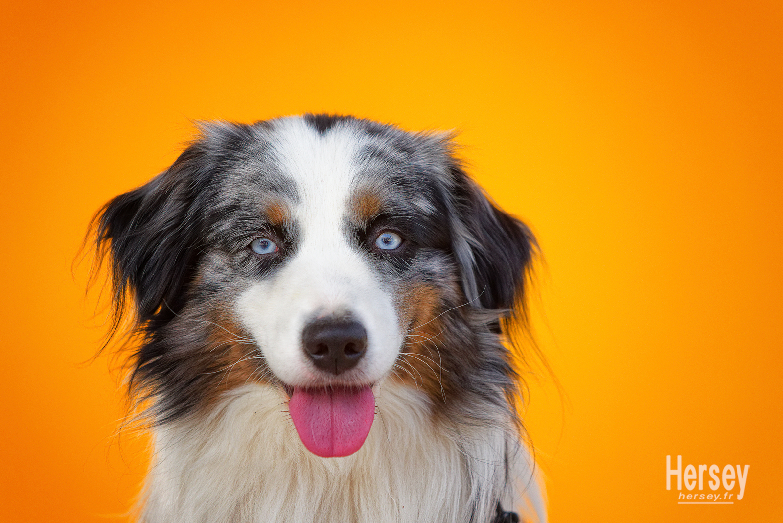 Chien Berger australien © Hersey Photographe