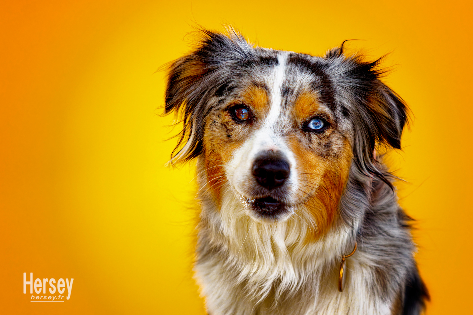 Chien berger australien aux yeux vairon © Hersey Photographe animalier