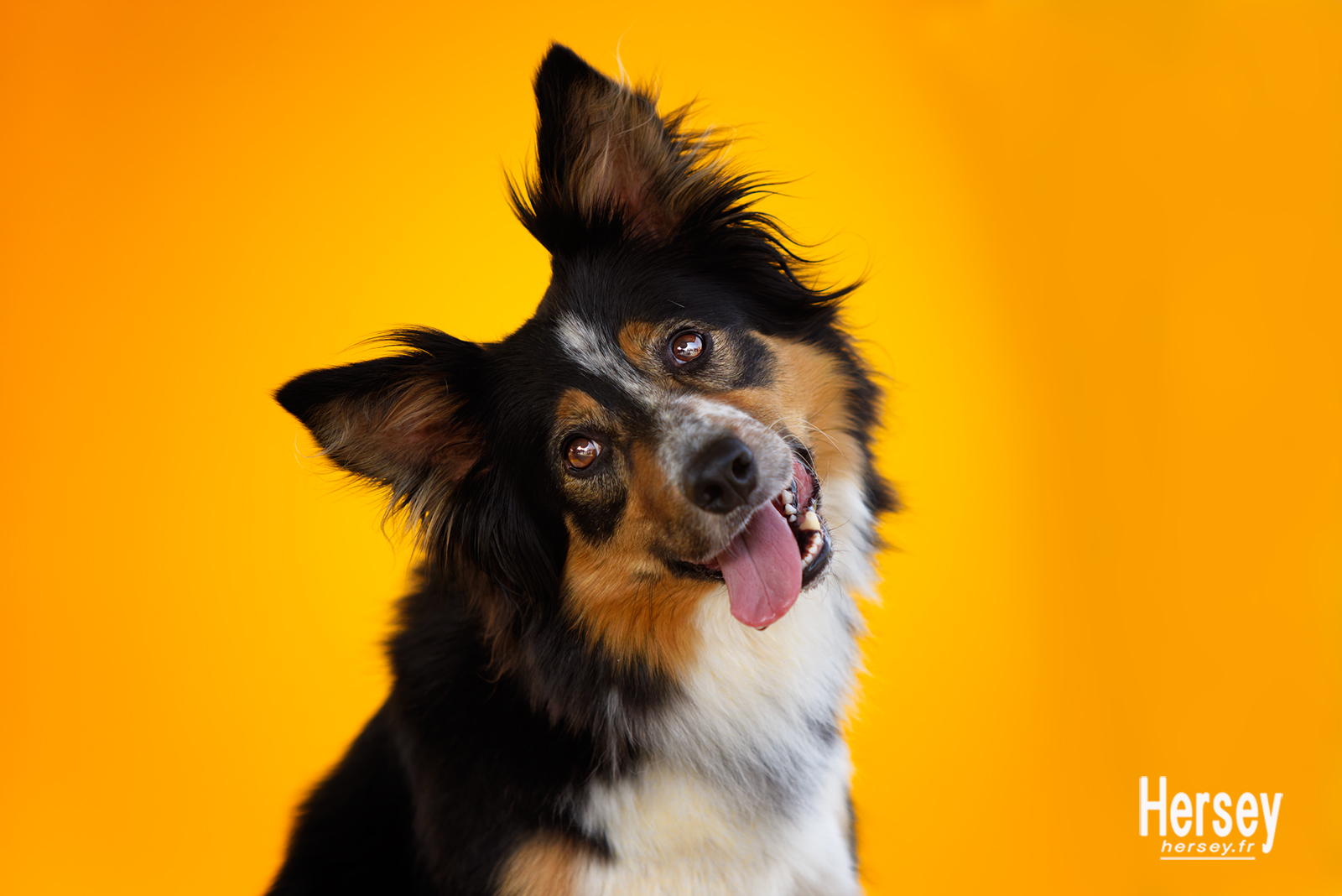 Portrait de chien Border Collie © Hersey Photographe