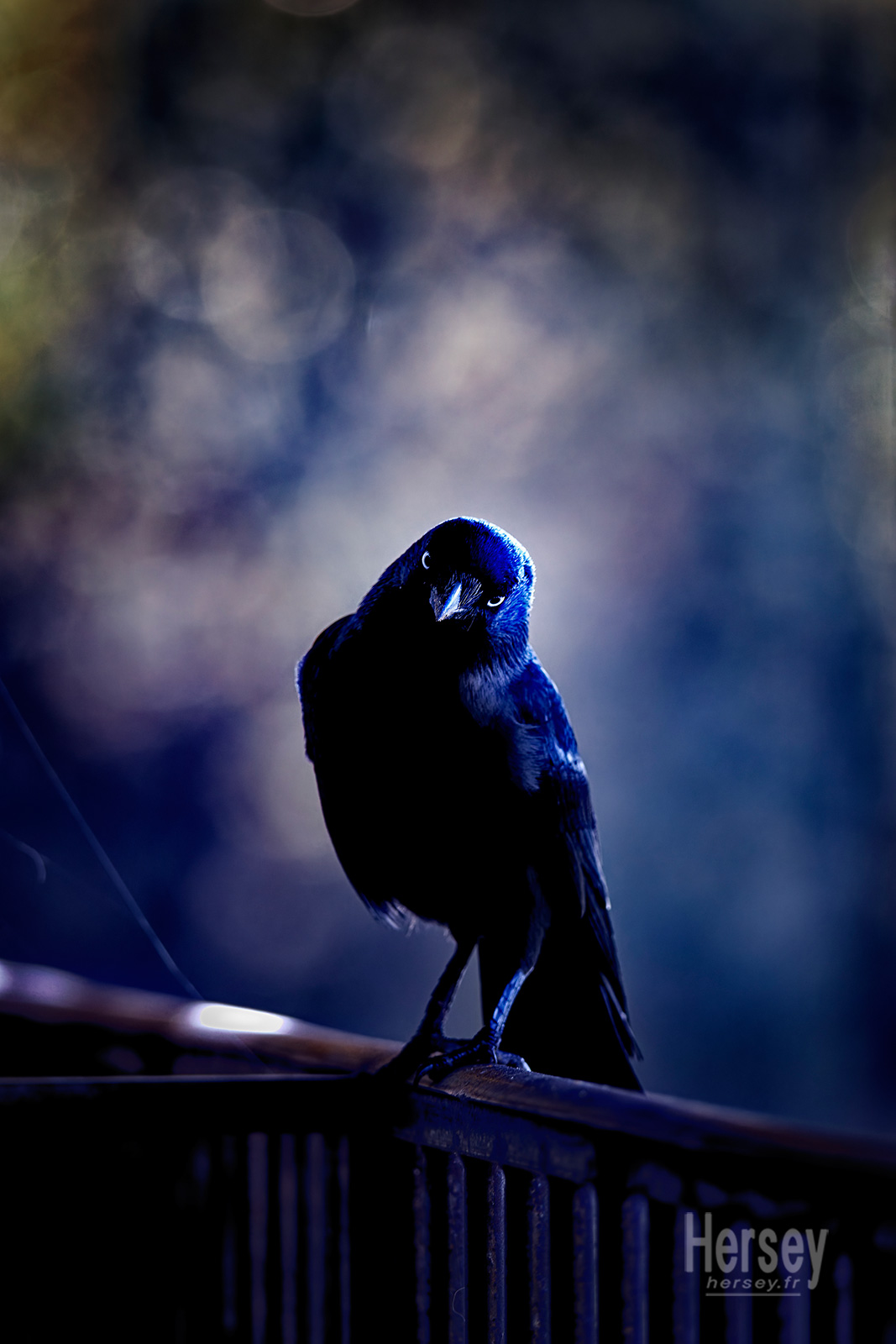 Choucas des tours © Hersey Photographe