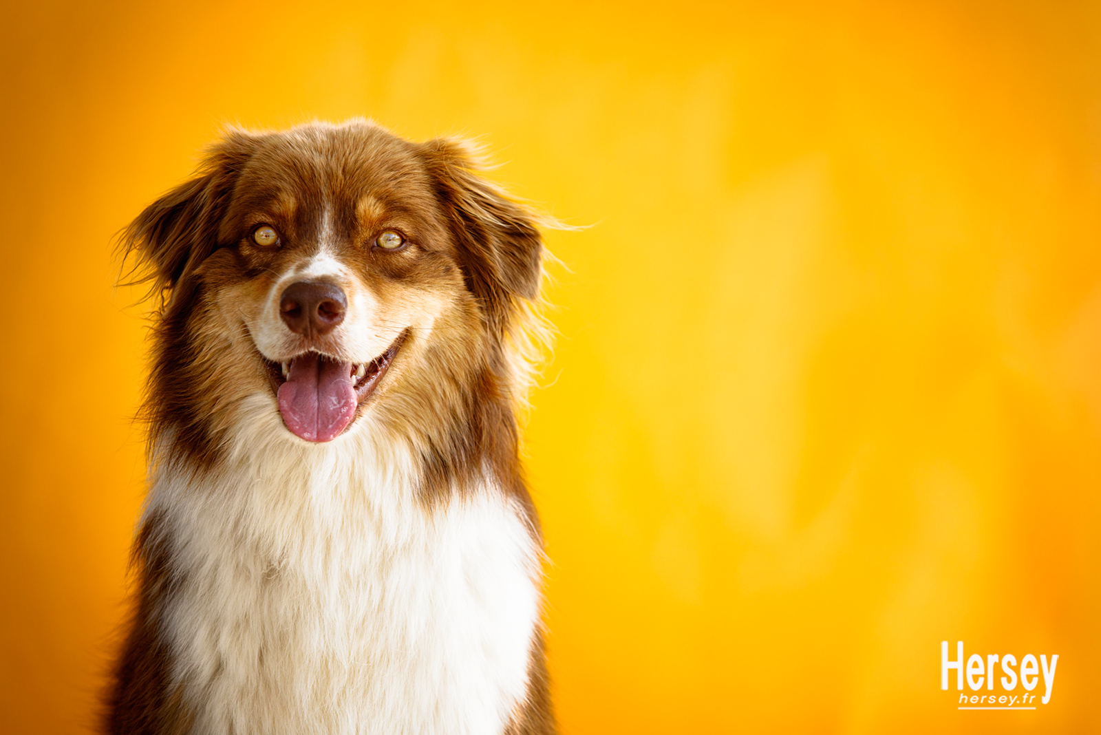 Portrait de chien de race border collie aux yeux jaunes © Hersey Photographe