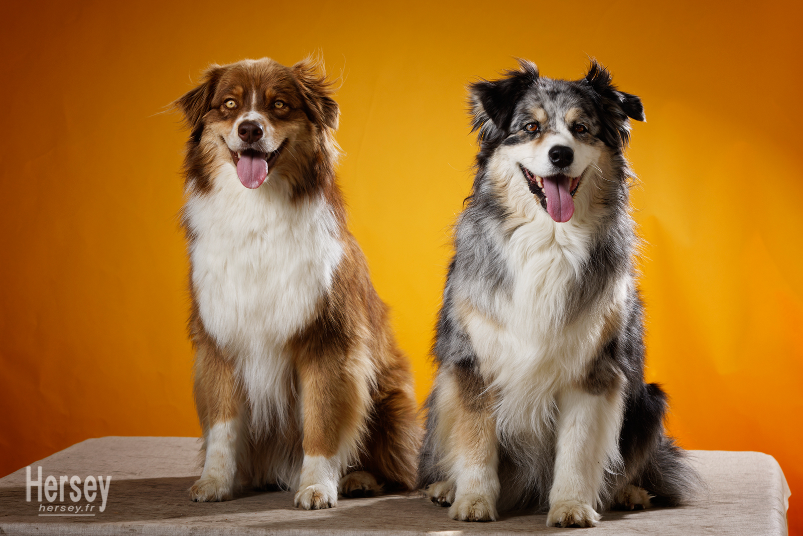 Chiens border collie photo en studio © Hersey Photographe